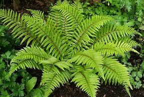 компресе за лечење проширених вена